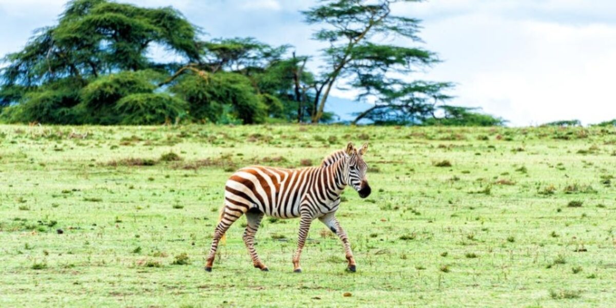 Amboseli to Lake Naivasha