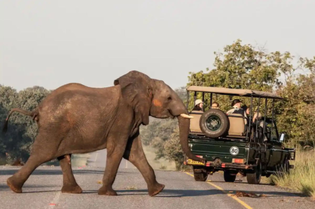 Explore Chobe