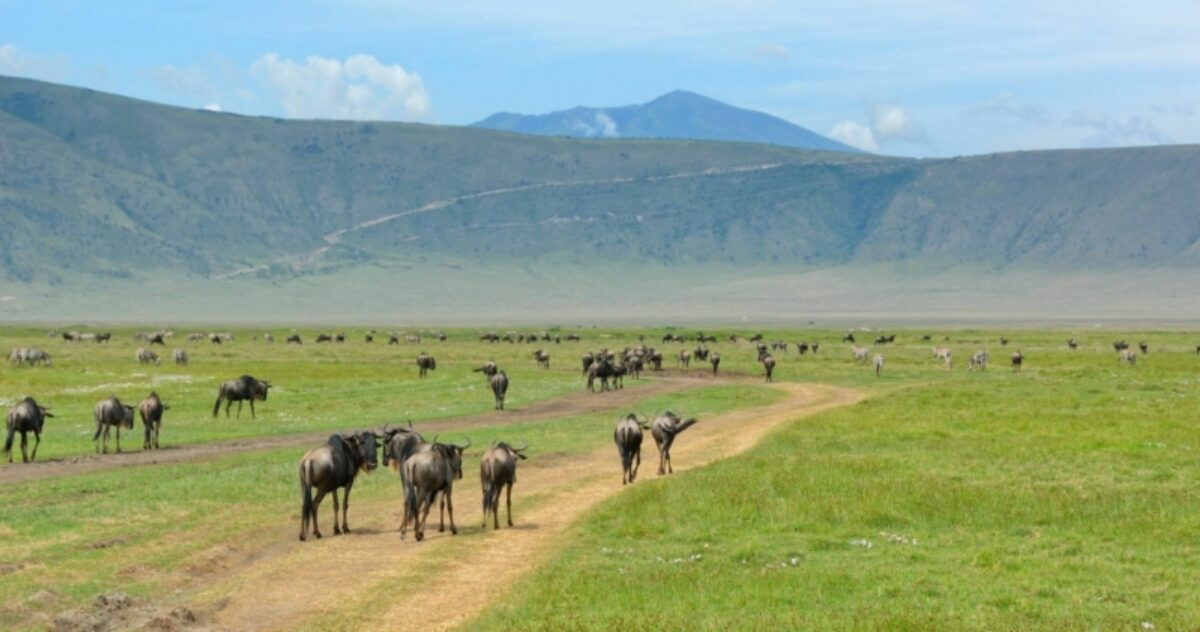Ngorongoro Crater to Tarangire