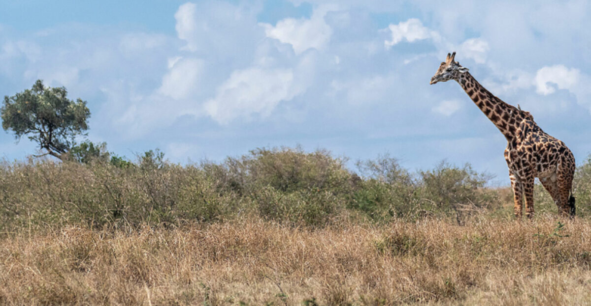 Four magical days in Naboisho