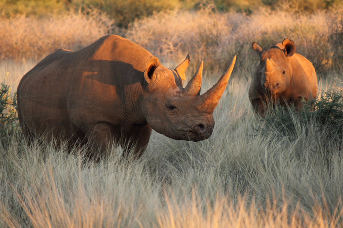 Ol Pejeta Conservancy