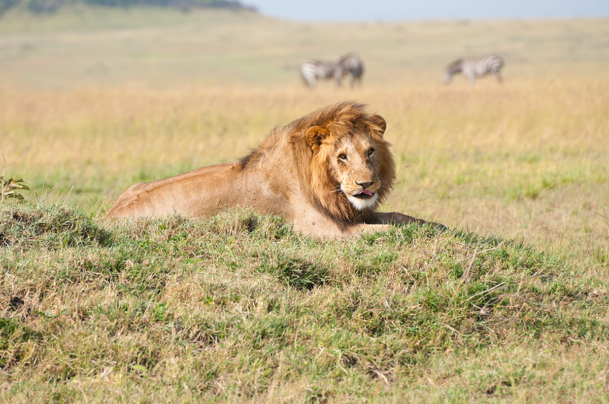 Mara North Conservancy