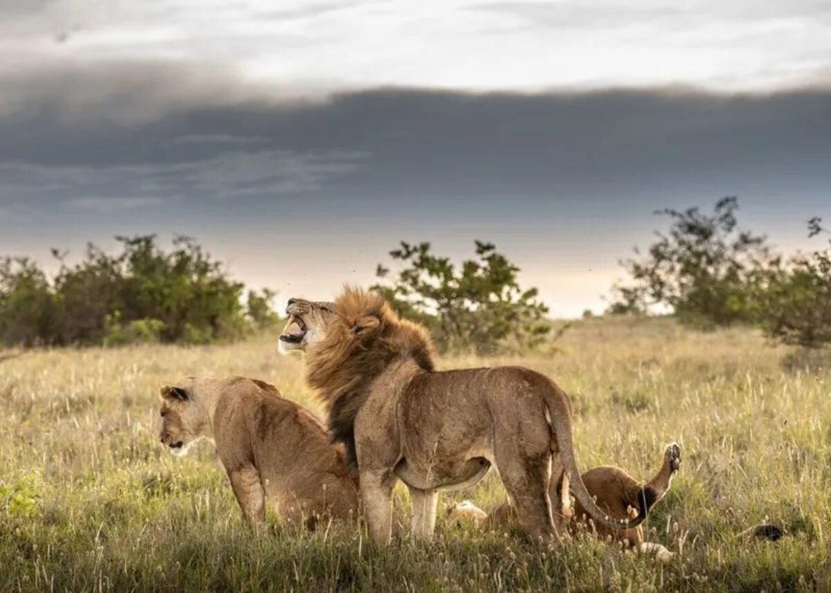 Borana Conservancy