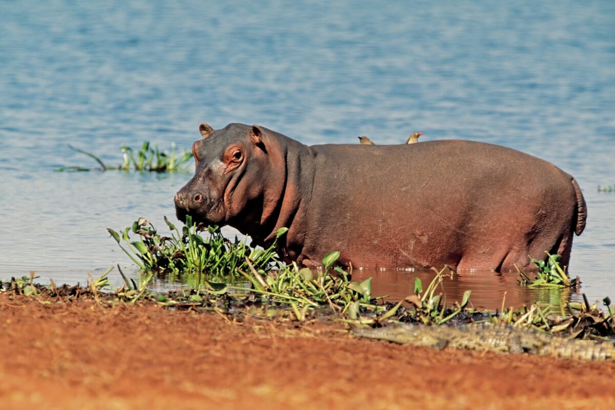 Matusadona National Park