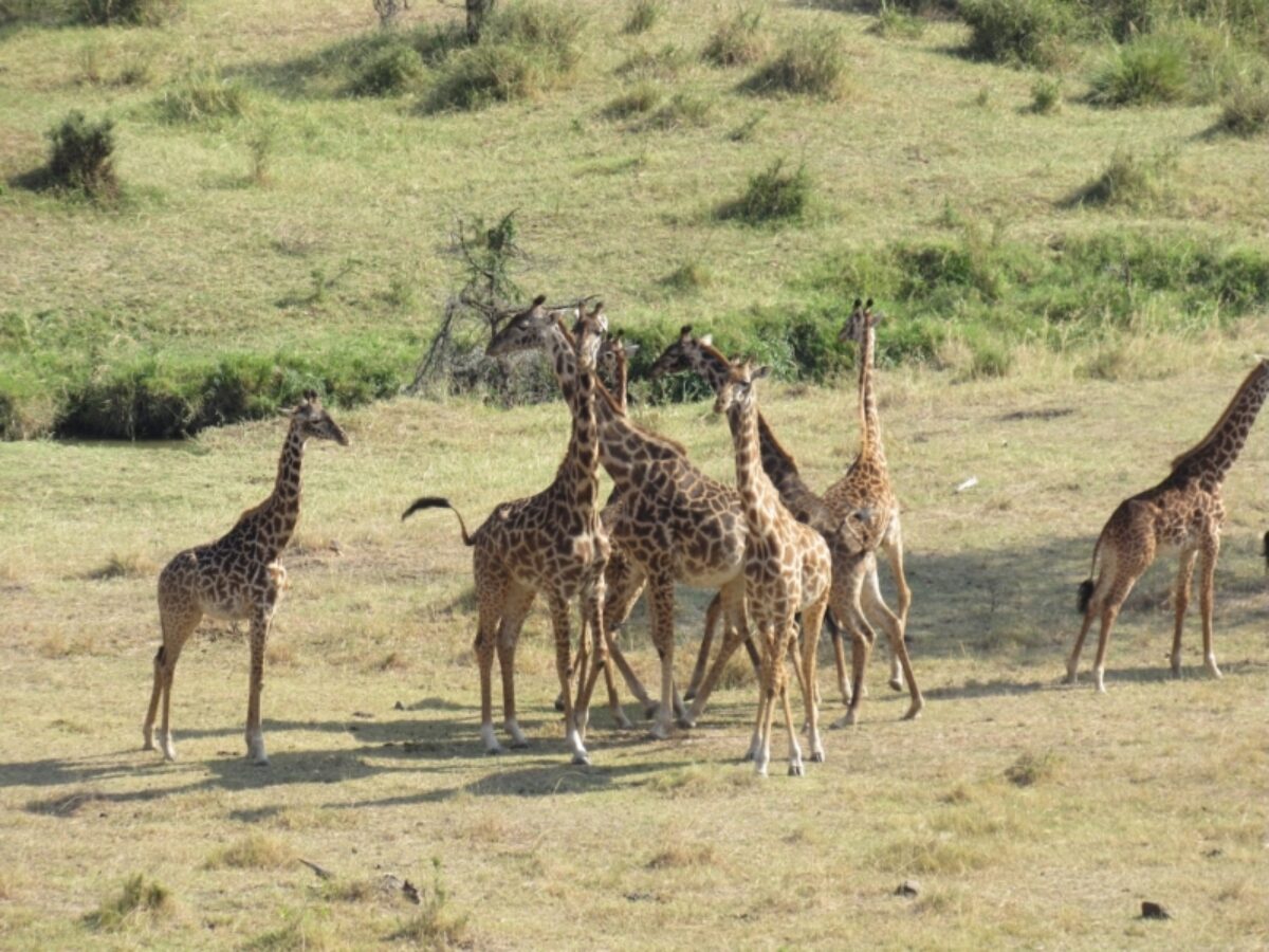 Olare Motorogi Conservancy