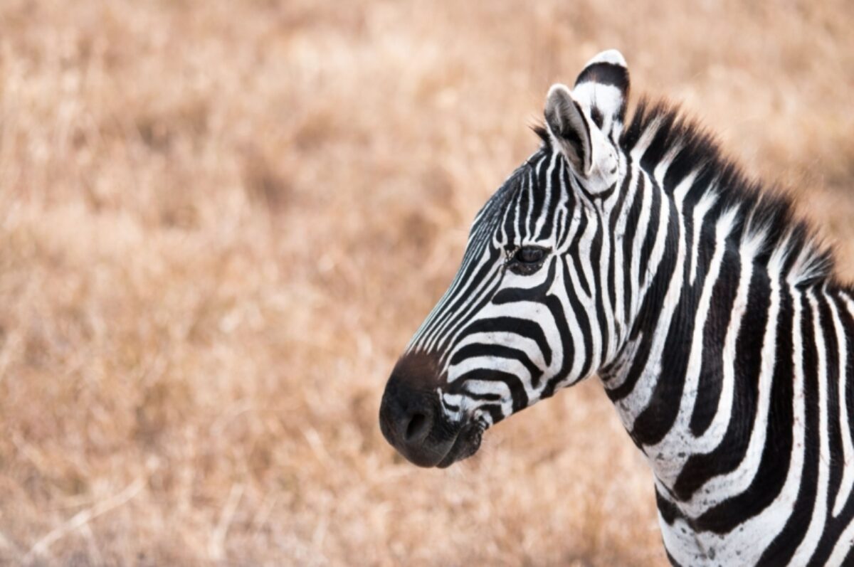Into the Ngorongoro Highlands and crater wilderness
