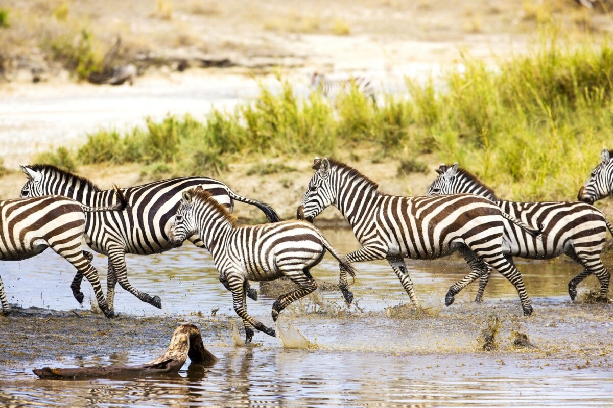 Deep Serengeti and the Great Migration