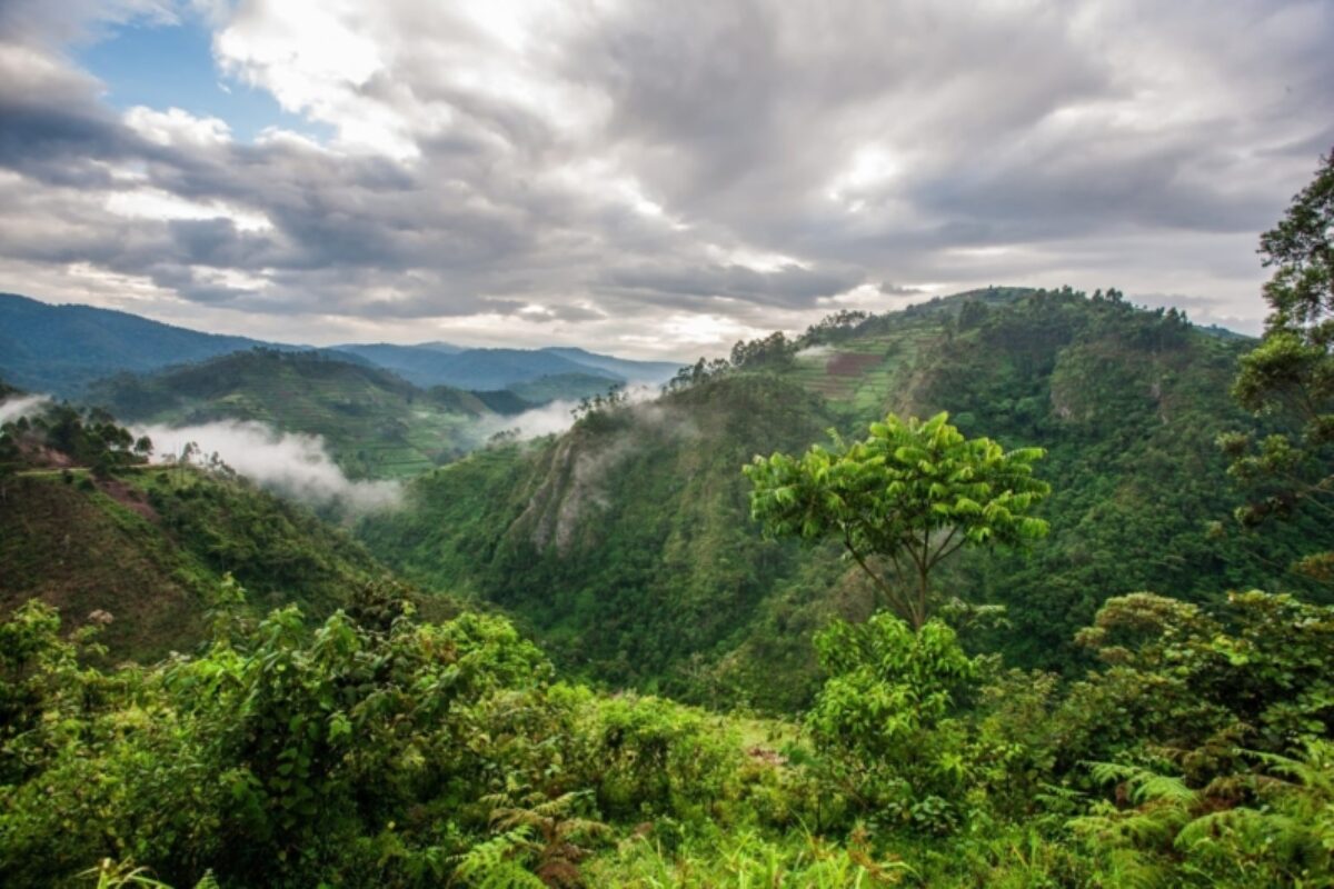 Into the highlands: Bwindi Impenetrable Forest