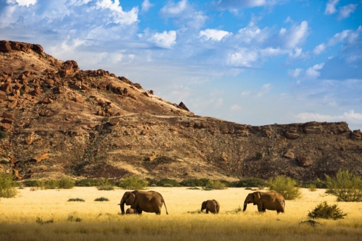Desert elephants of Damaraland