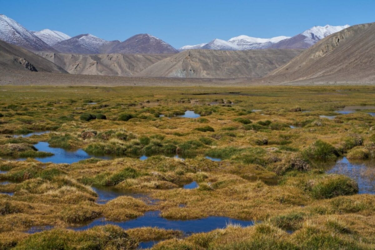 Bachor Pasture