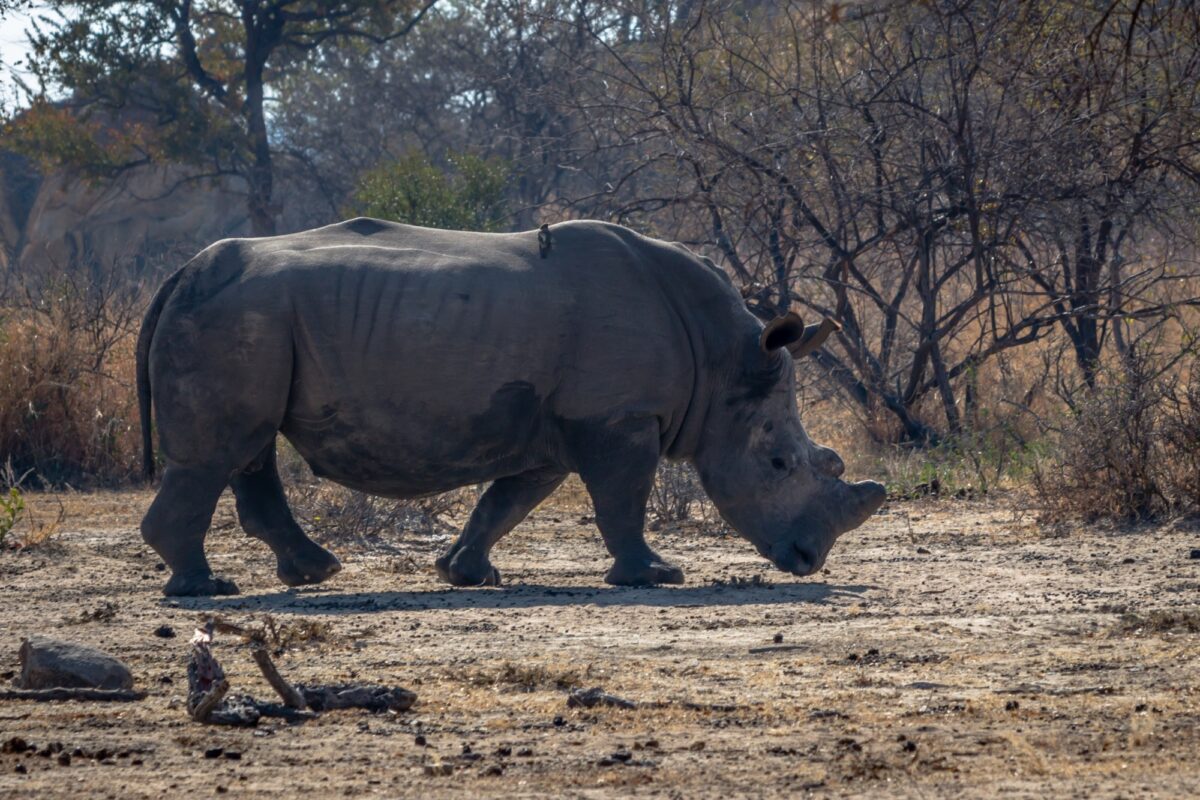 Imire Rhino & Wildlife Conservancy