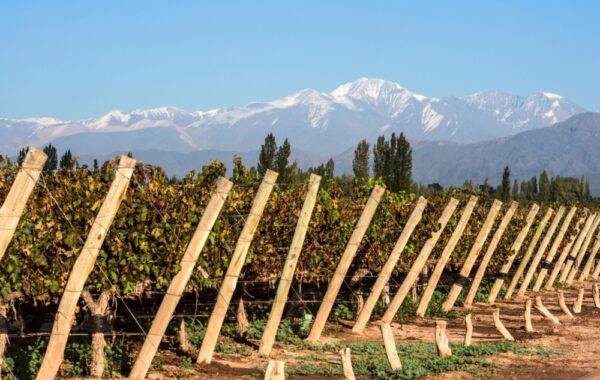 Cycle the vineyards of Mendoza