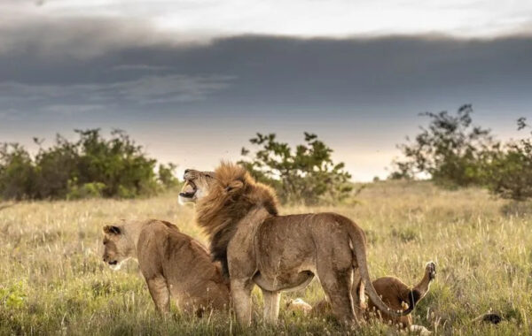 Borana Conservancy