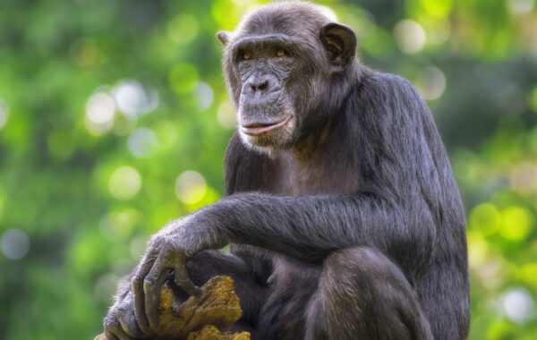 Chimpanzee trekking in Nyungwe