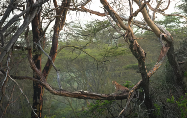 Solio Game Reserve