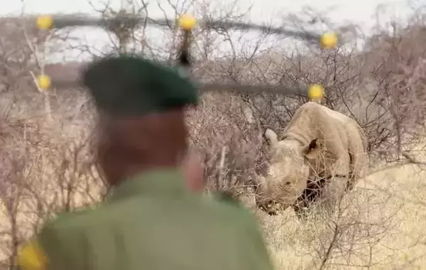 Saruni Rhino Camp