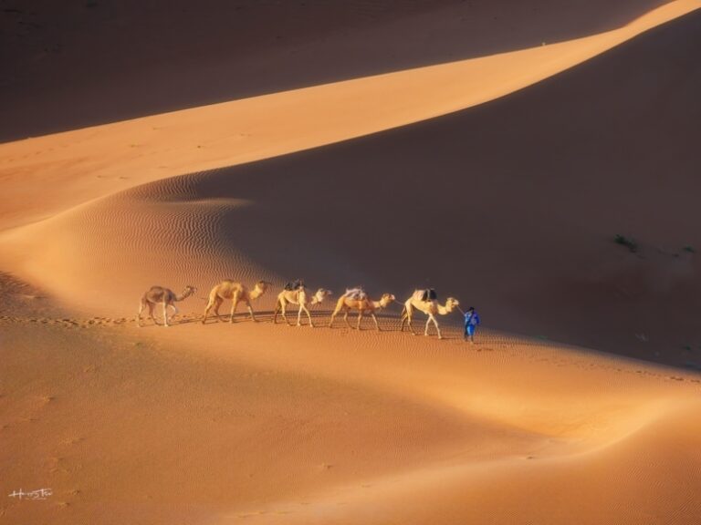 Wild Morocco