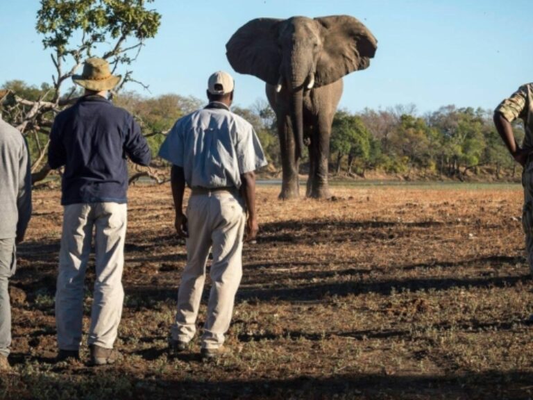 Absolute Zambia Safaris