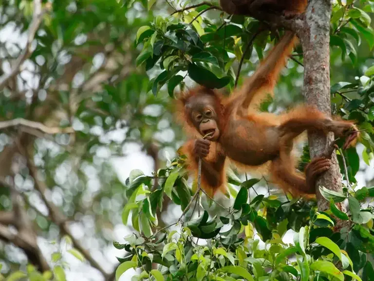 Wow Borneo