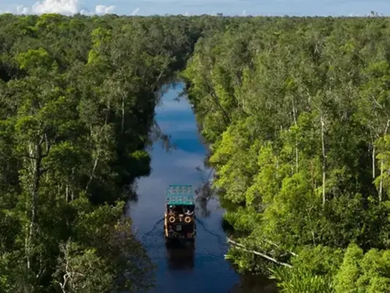 Wow Borneo