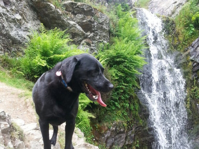 Black Dog Adventures