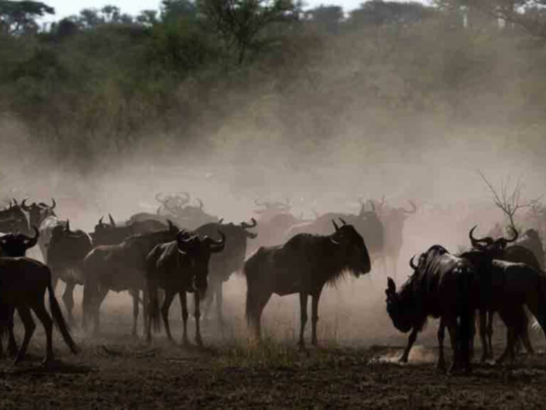 Arusha Trips