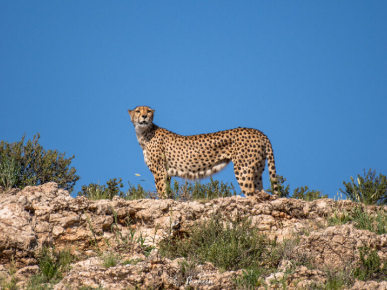 Legend Safaris