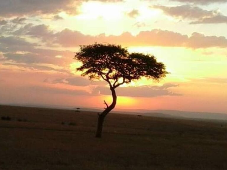 African Sermon Safaris