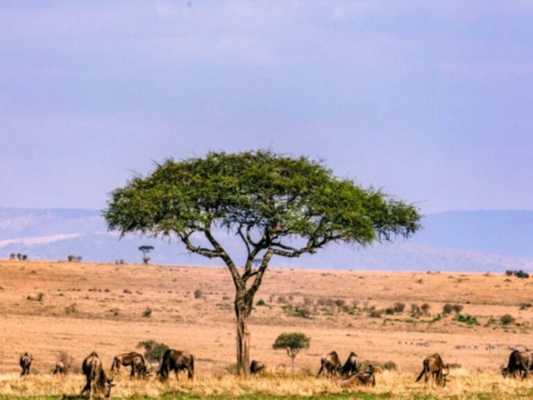 Olengugih Safaris