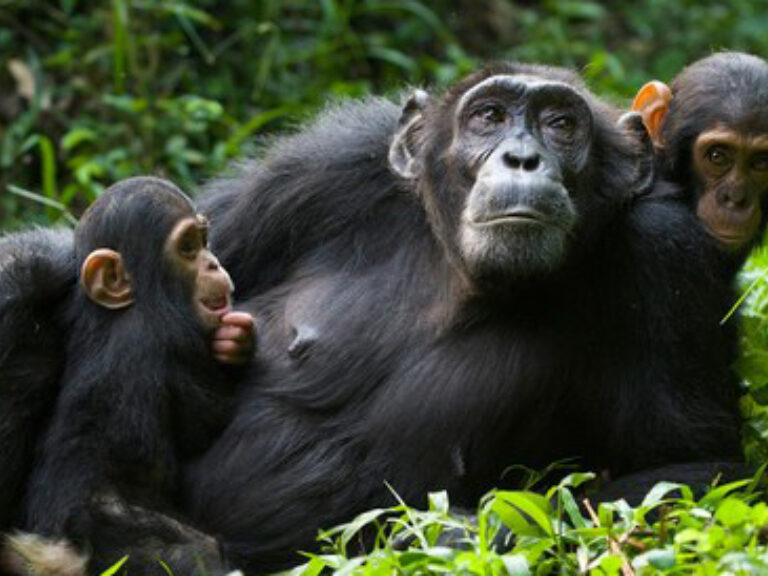 Rwanda Eco Company & Safaris