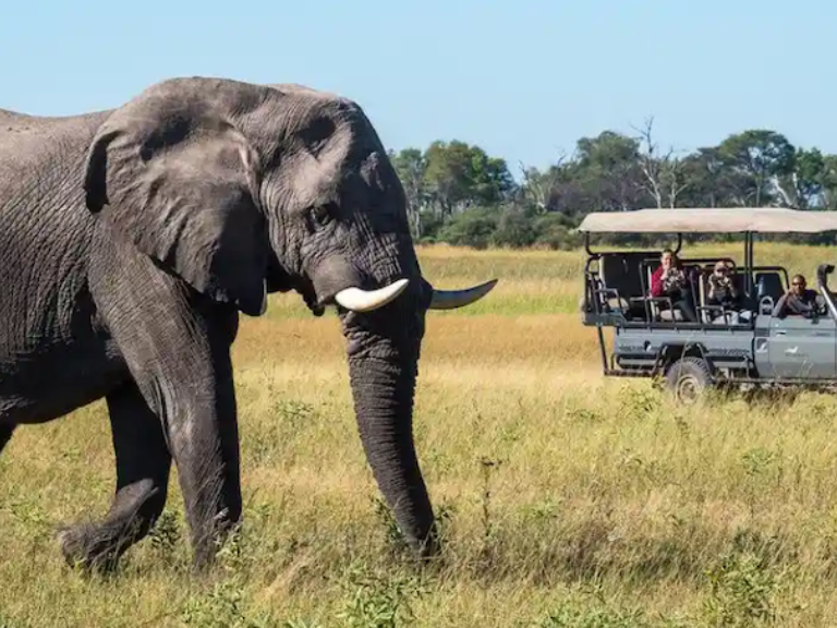 The African Wild