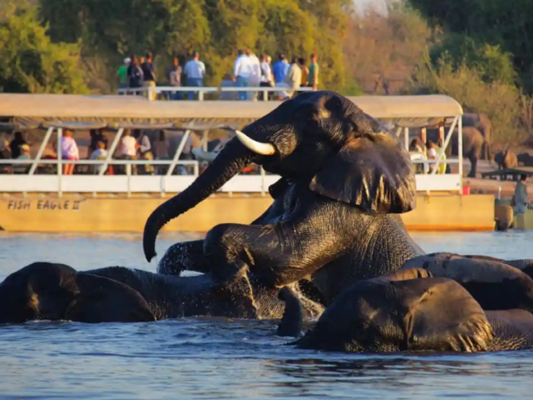 See elephants and more in Chobe National Park