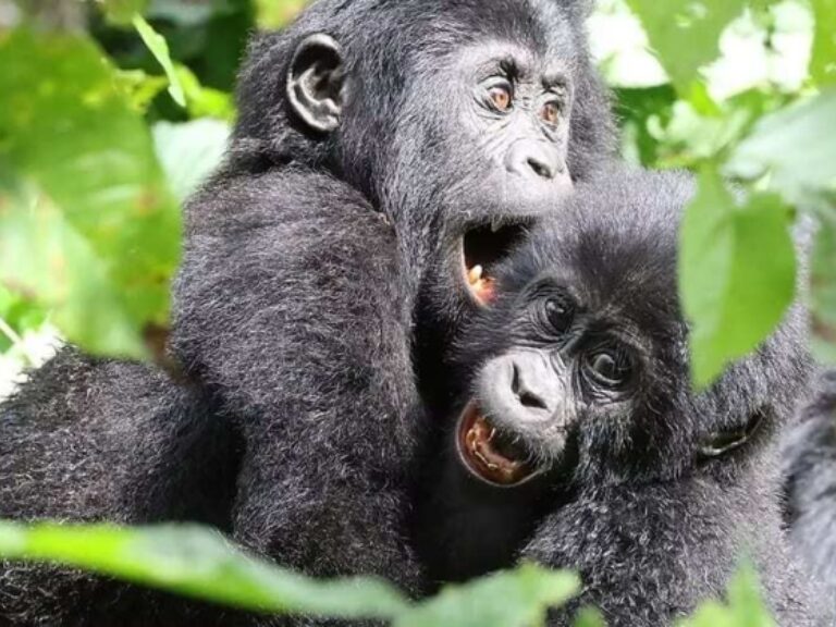 Trek Rwenzori Tours