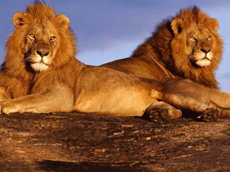 Olengugih Safaris