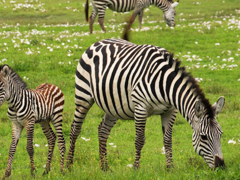 Wild Frontiers