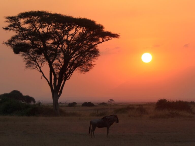 African Sermon Safaris