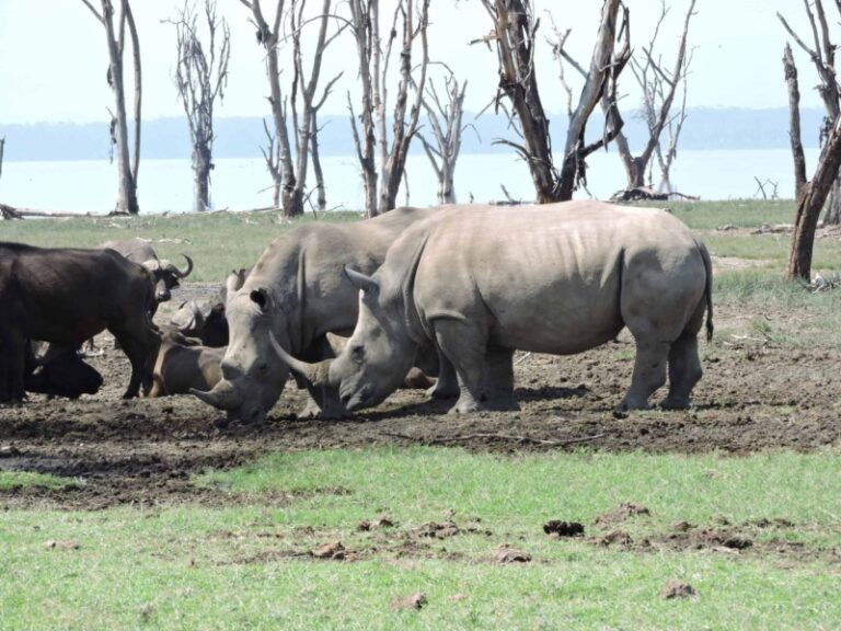 African Encounters