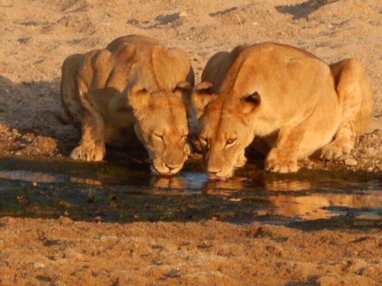 African Encounters