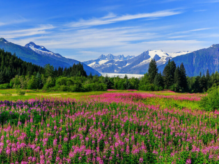 Alaska Gold Standard Tours