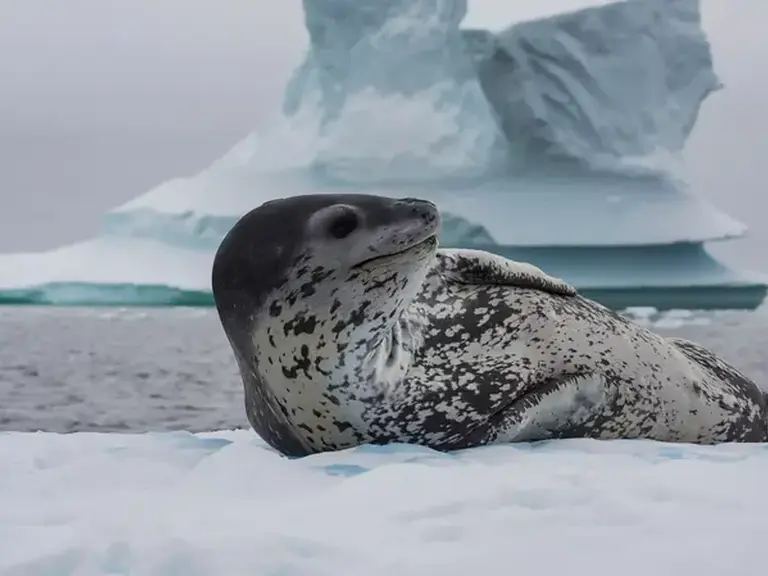 Antarctica Cruises