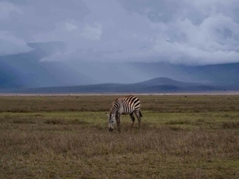 Arusha Trips