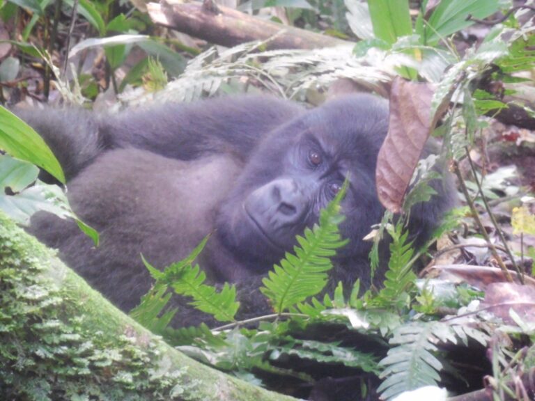 CTPH Gorilla Conservation Camp