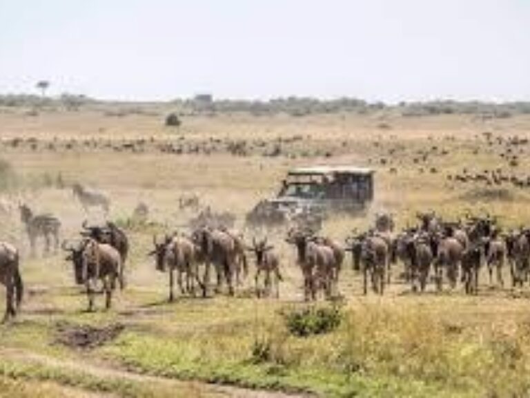 Discover Africa Safaris