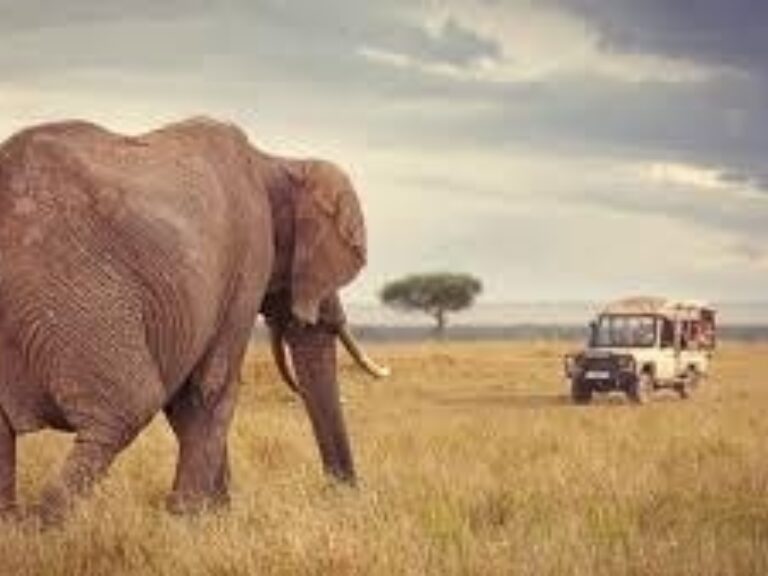 Discover Africa Safaris