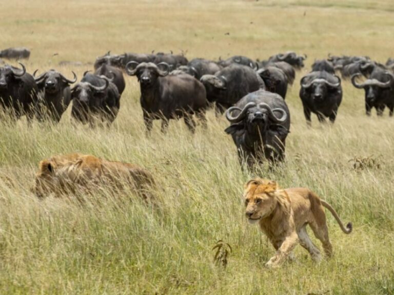 Ease My Safari