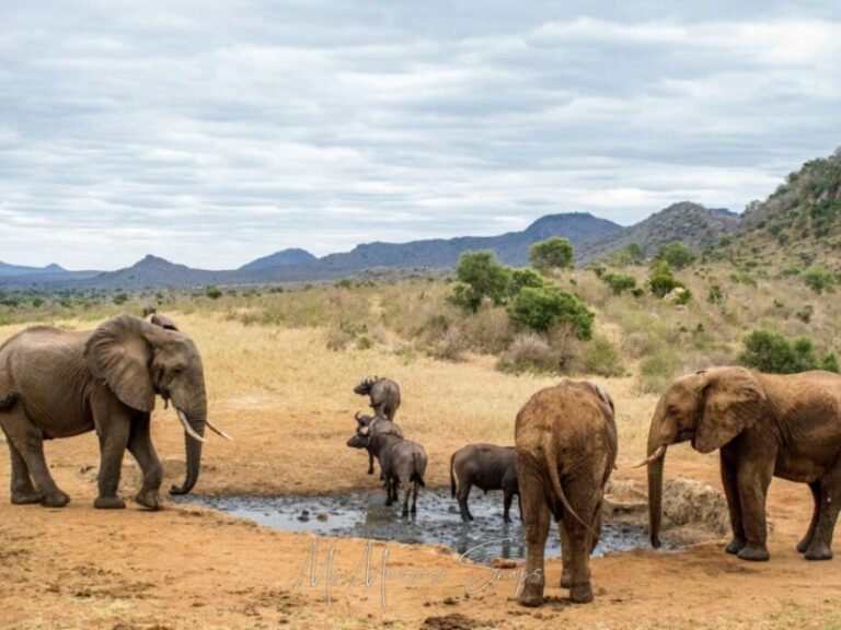 Ease My Safari