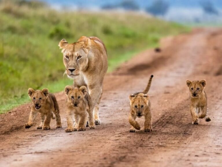 Ease My Safari