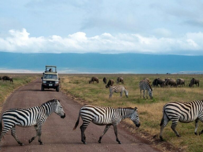 GoExplore Safaris