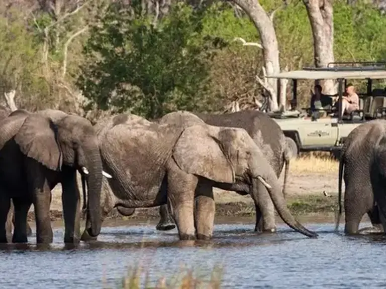 Lelobu Safaris