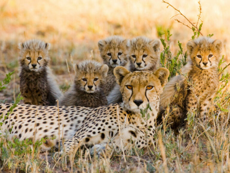 Take Me To Africa